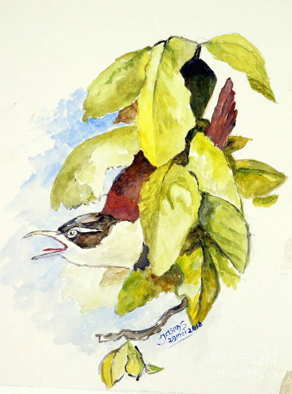 Birds Of Indonesia Art Print featuring the painting Horsfield's Babbler by Jason Sentuf