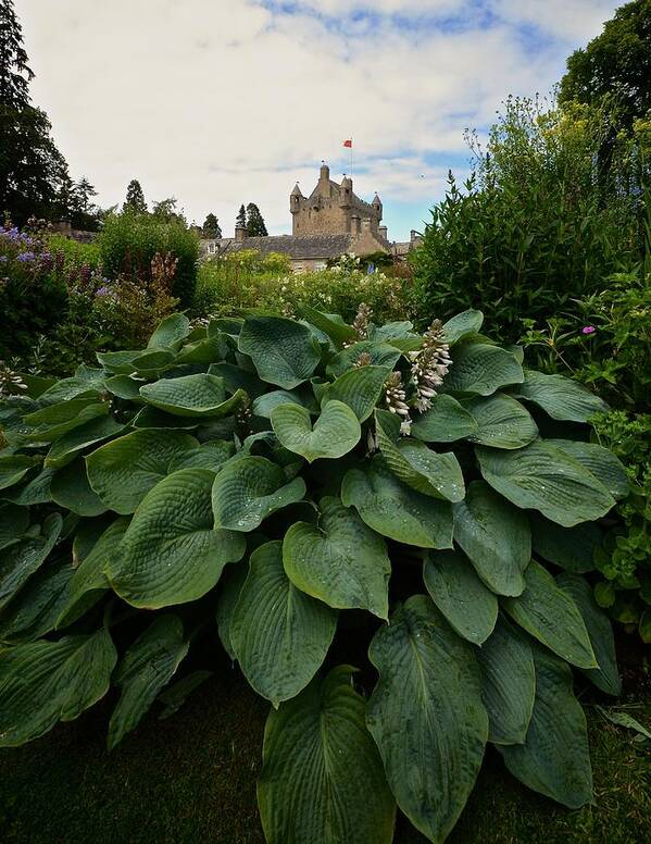 Hosta Art Print featuring the photograph Hosta at Cowdor Castle by Matt MacMillan