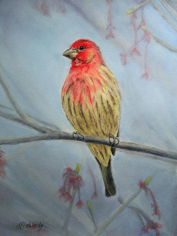 House Finch Art Print featuring the painting House Finch by Marna Edwards Flavell