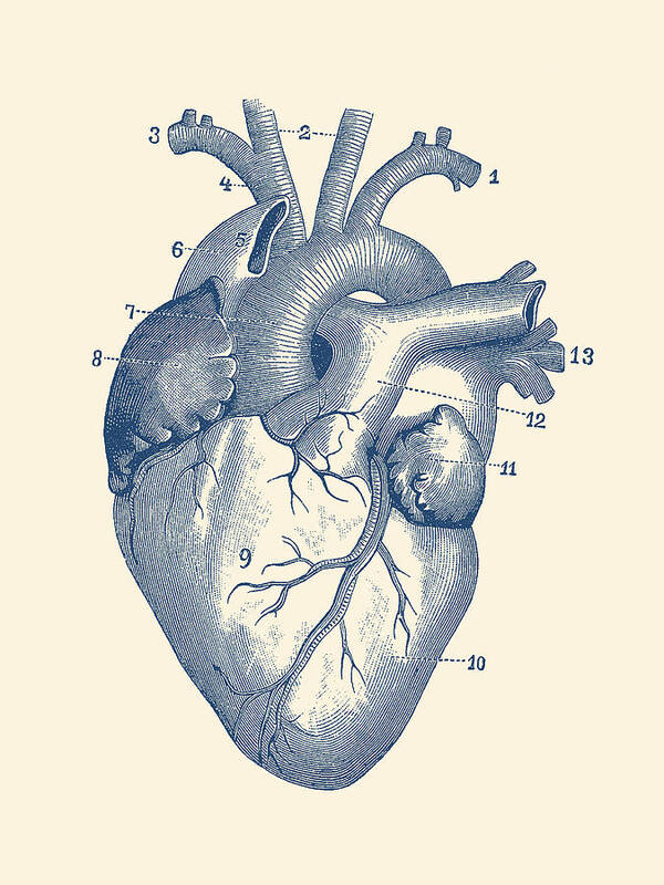 Human Heart Poster | JUNIQE-saigonsouth.com.vn