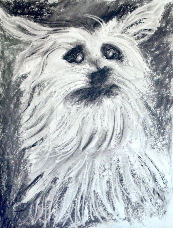 Yorkie Art Print featuring the drawing Hummpf, a five minute excercise in Charcoal by Antonia Citrino