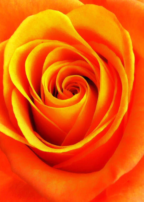 Macro Art Print featuring the photograph Hypnotic Orange by Nathan Little