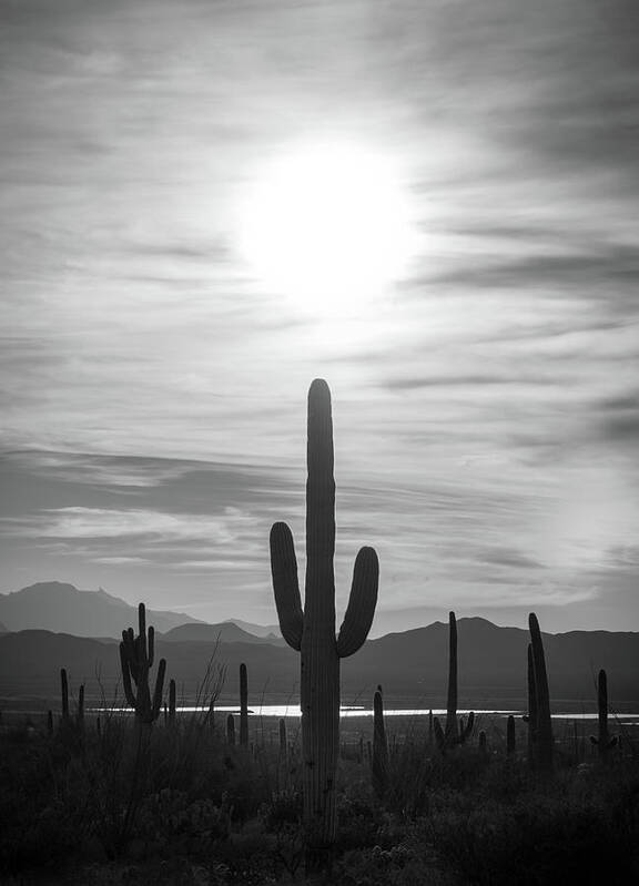 Sonoran Desert Art Print featuring the photograph Icon by Scott Rackers