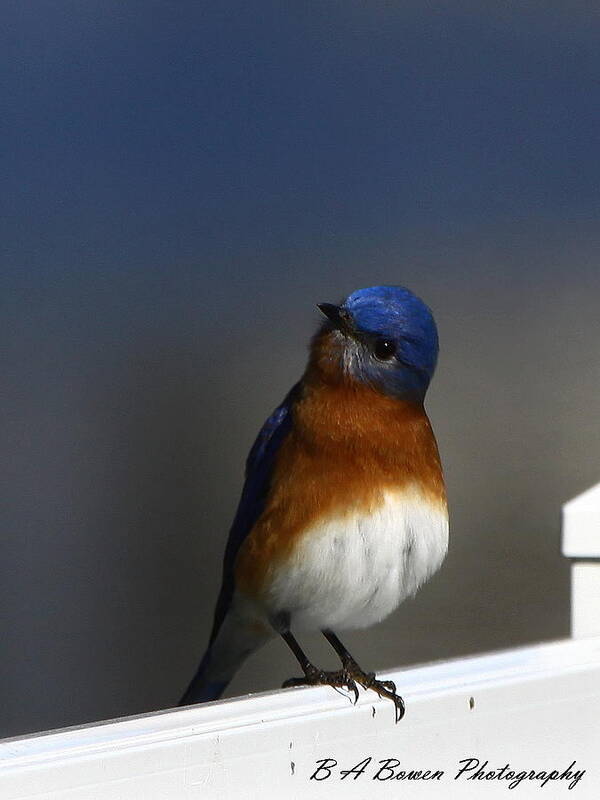 Eastern Bluebird Art Print featuring the photograph Inquisitive Bluebird by Barbara Bowen