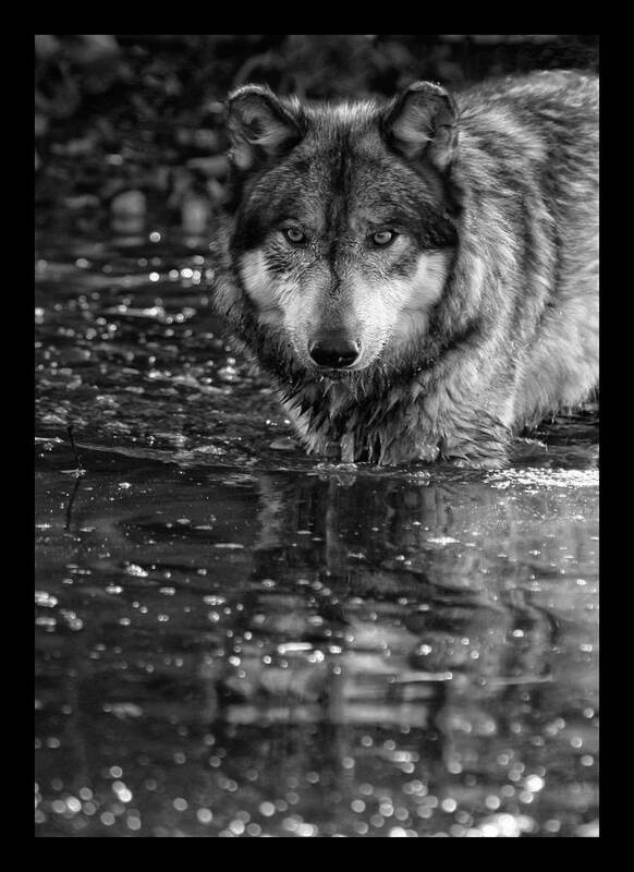 Wolf Wolves Lupine Canis Lupus Wildlife Animal Photography Photograph Art Print featuring the photograph Intense Reflection by Shari Jardina