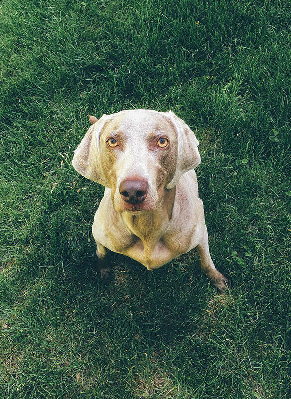 Weimaraner Art Print featuring the photograph Intense Weim by Cory Dean