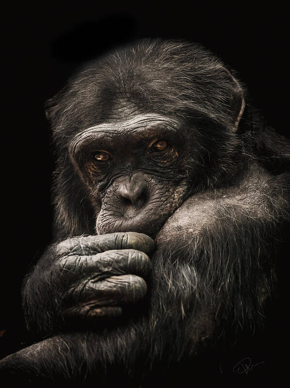 Chimpanzee Art Print featuring the photograph Introvert by Paul Neville