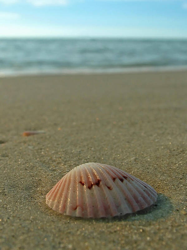 Beach Art Print featuring the photograph Iridescent Seashell by Juergen Roth