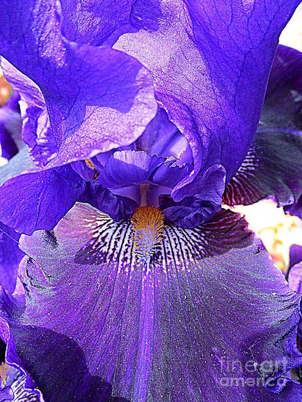 Iris Art Print featuring the photograph Iris Garden 16 by Randall Weidner