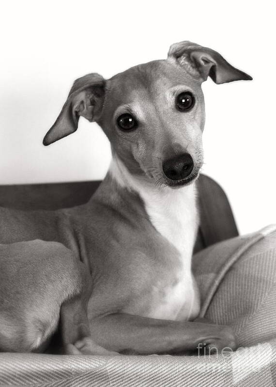 Black And White Art Print featuring the photograph Italian Greyhound Portrait in Black and White by Angela Rath