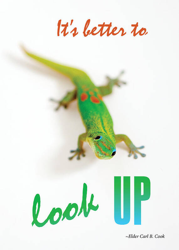 Geckos Art Print featuring the photograph Its better to look up by Denise Bird