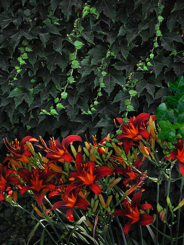 Flowers Landscape Art Print featuring the photograph Ivy Over by Richard Gordon