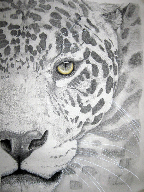  Jaguar Photographs Art Print featuring the drawing Jaguar by Mayhem Mediums