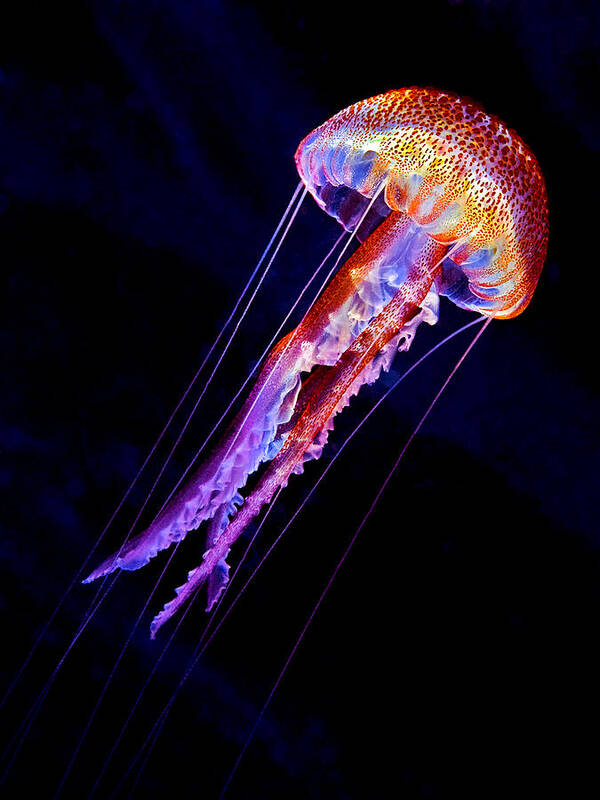 Jellyfish Art Print featuring the photograph Jellyen by Henry Jager