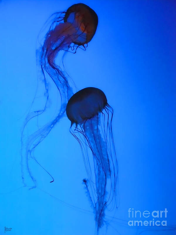 Jellyfish Art Print featuring the photograph Jellyfish 5 by Jeff Breiman