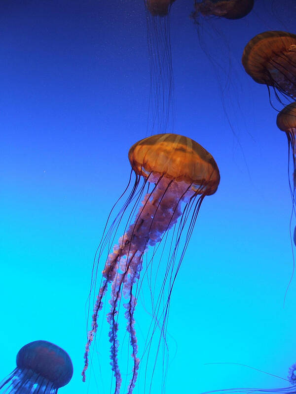 Jellyfish Art Print featuring the photograph Jellyfish by Robert Meanor
