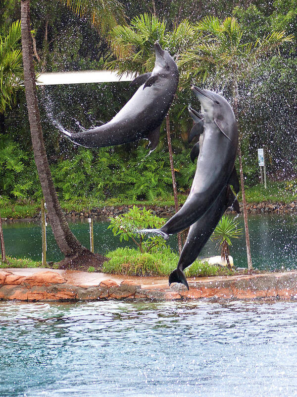 Dolphins Art Print featuring the photograph Jump And Twist Dolphin Show by Miroslava Jurcik