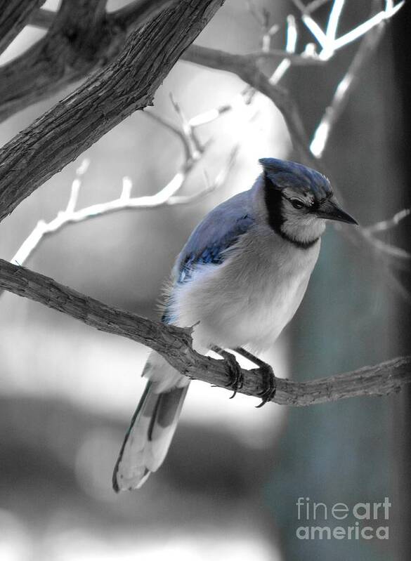 Bluejay Art Print featuring the photograph Just Blue by Dani McEvoy