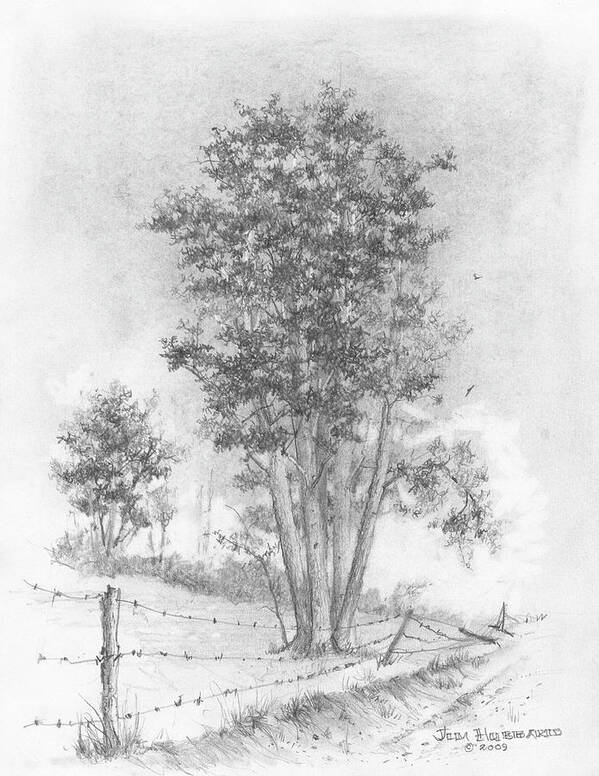 Kansas State Tree Art Print featuring the drawing Kansas-Cottonwood by Jim Hubbard