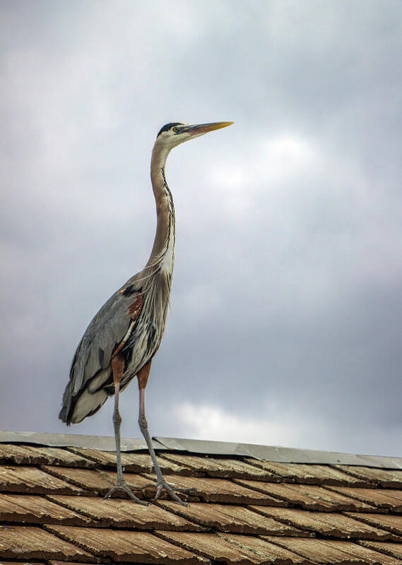 Animal Art Print featuring the photograph Keeping Watch by Ed Clark