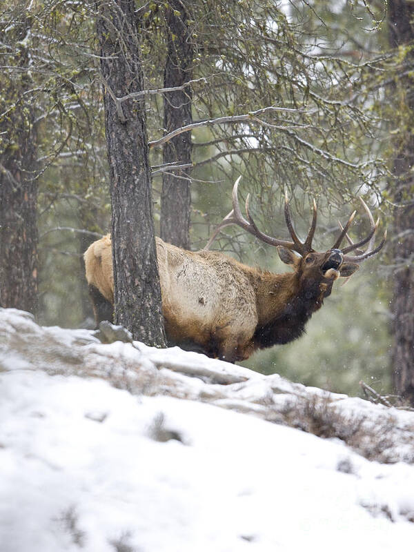 Elk Art Print featuring the photograph King of the Forest by Douglas Kikendall