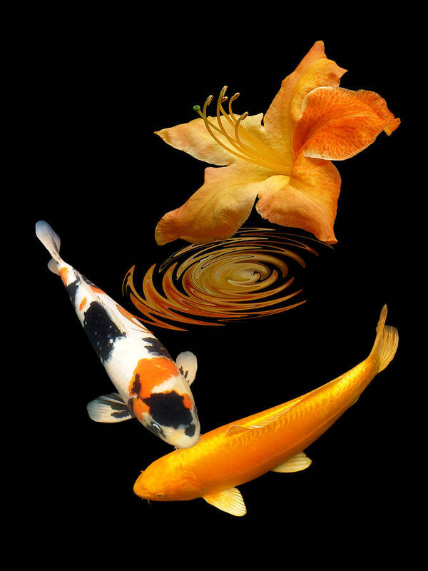 Fish Art Print featuring the photograph Koi With Azalea Ripples Vertical by Gill Billington