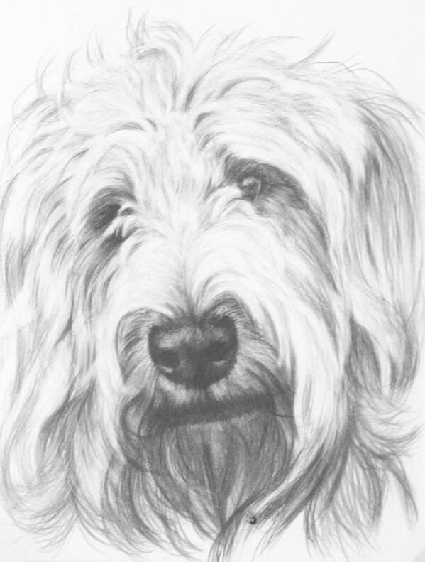 Designer Dog Art Print featuring the drawing Labradoodle by Barbara Keith