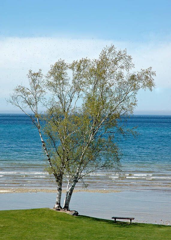 Usa Art Print featuring the photograph Lake Michigan Birch Tree by LeeAnn McLaneGoetz McLaneGoetzStudioLLCcom