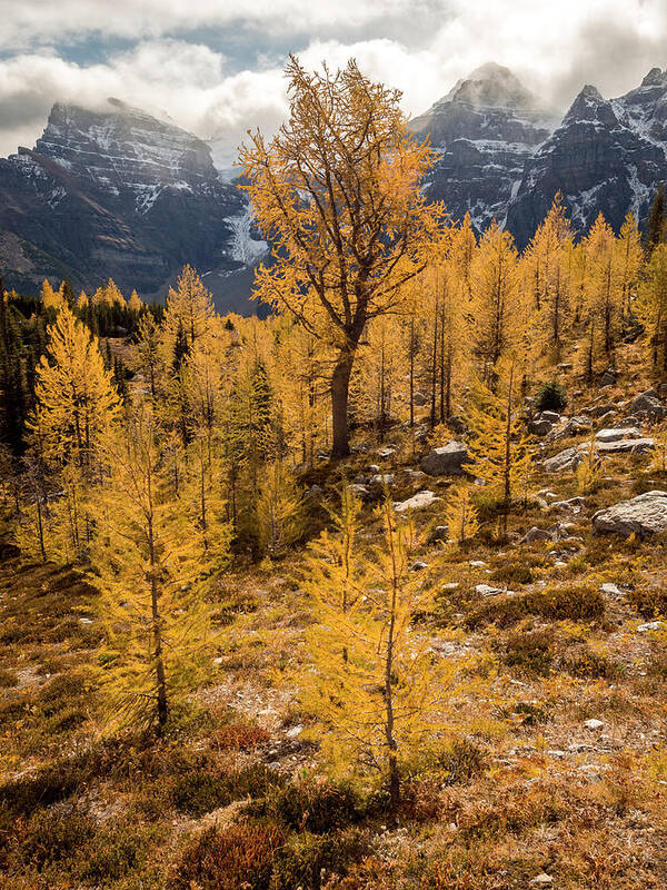 Larches Art Print featuring the photograph Larch Family by Emily Dickey