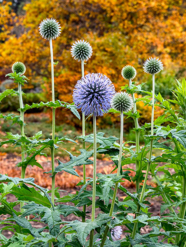 Thistle Art Print featuring the photograph Late Bloom Among Fall Colors by Harold Coleman