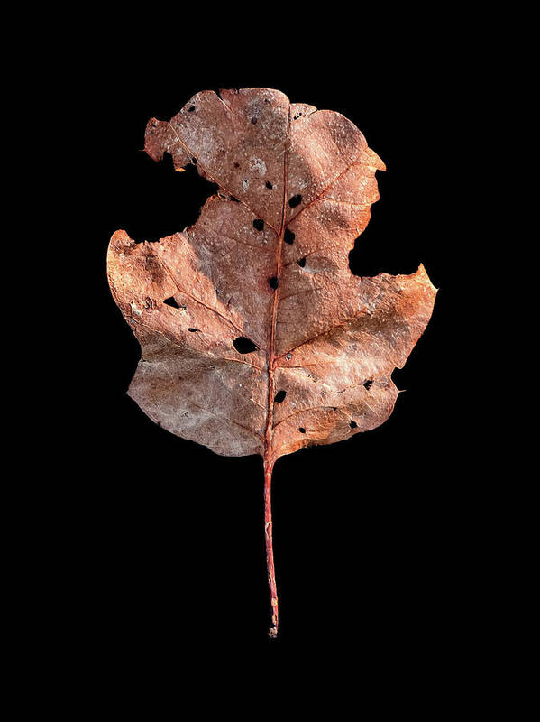 Leaves Art Print featuring the photograph Leaf 24 by David J Bookbinder
