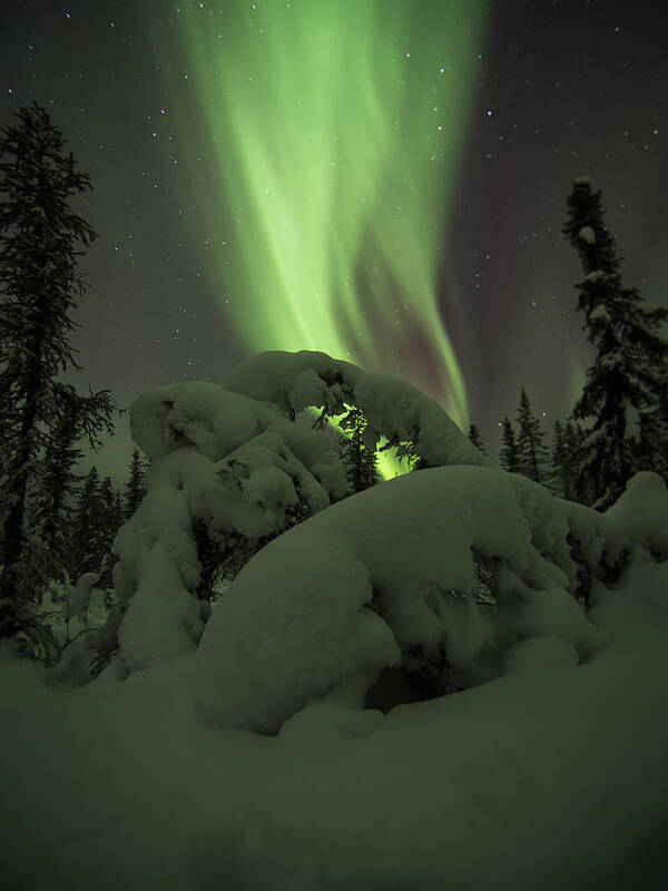 Alaska Art Print featuring the photograph Leaning Spruce Aurora by Ian Johnson