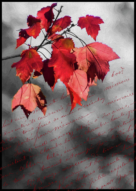 Black Art Print featuring the photograph Leaves of Red by Cathy Kovarik