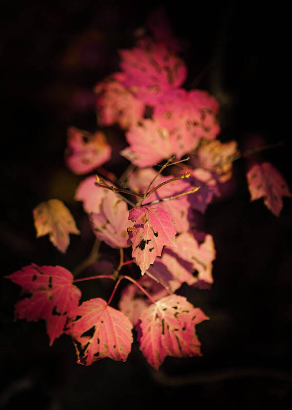 Autumn Pink Leaves Art Print featuring the photograph LEAVES of SURRENDER by Karen Wiles