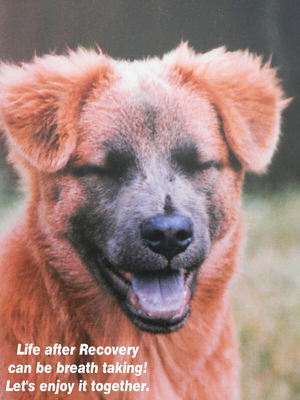 #happiness #dog #laughing #joke #recovery Art Print featuring the photograph Happy Dog Enjoying Life by Belinda Lee