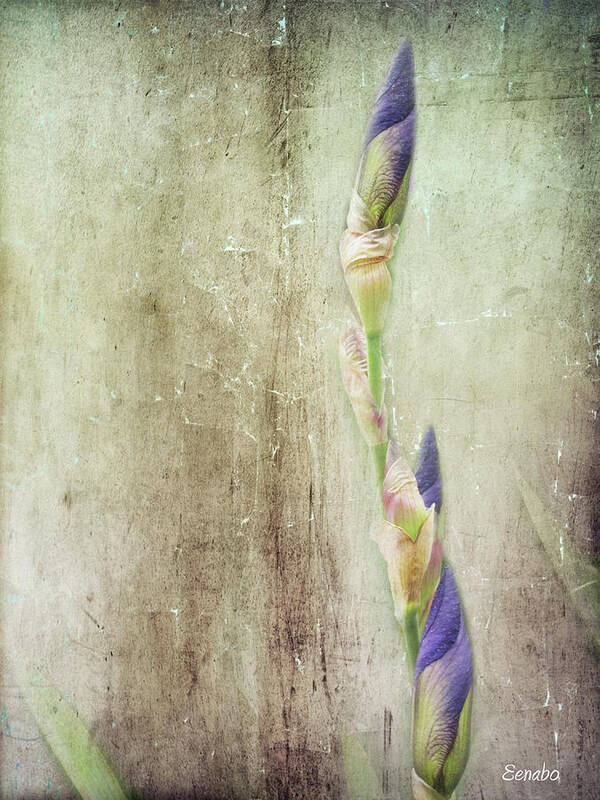 Flower Art Print featuring the photograph Life of a Bud by Eena Bo