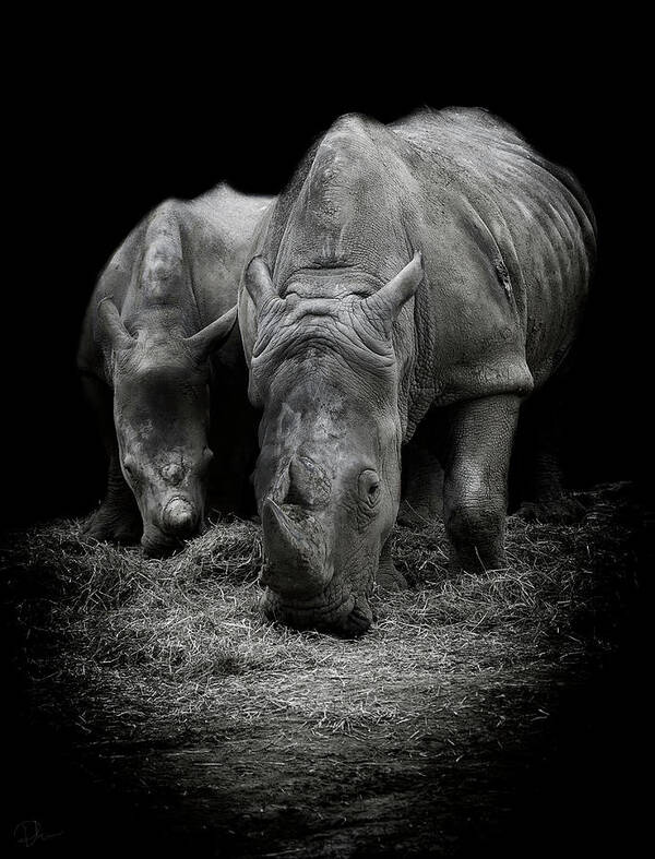 Rhino Art Print featuring the photograph Like Father like Son by Paul Neville