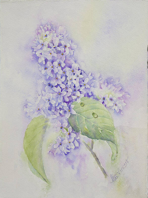 Watercolor Art Print featuring the painting Lilac Study by Lisa Vincent