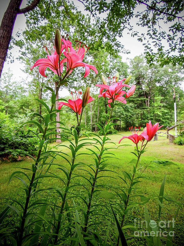 Lillies Art Print featuring the photograph Lilies in the pink by Mim White