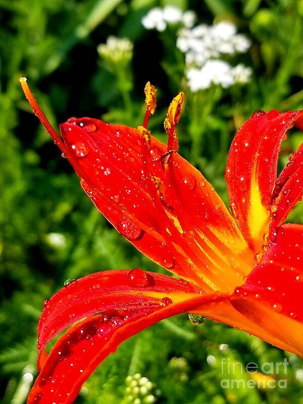 Sea Art Print featuring the photograph Lily and raindrops by Michael Graham
