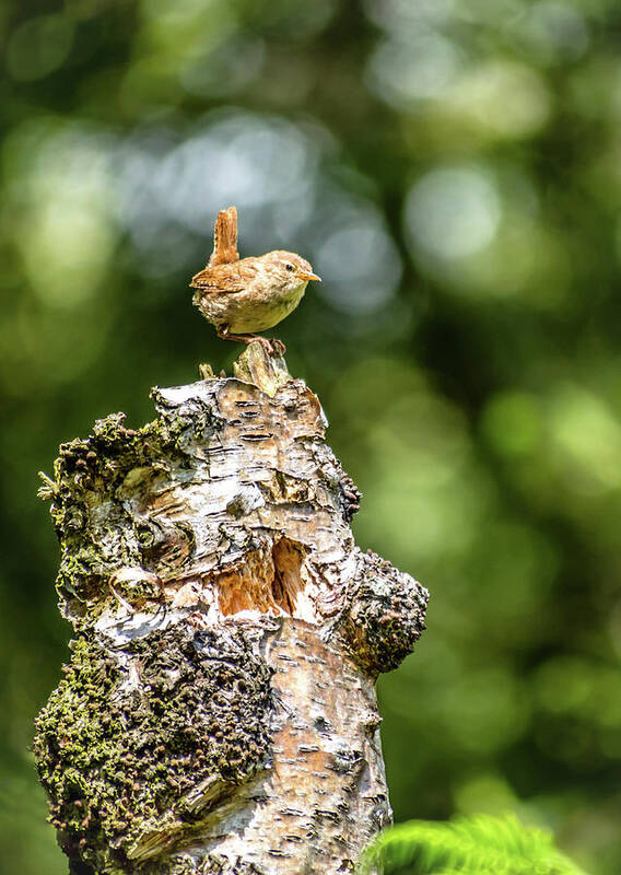 Wren Art Print featuring the photograph Little Bird by Nick Bywater