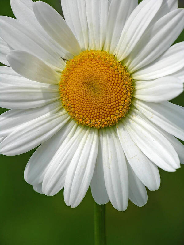 White Daisy Art Print featuring the photograph Little Darling by Juergen Roth