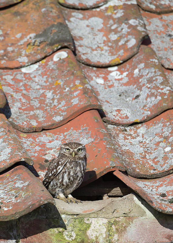 Little Art Print featuring the photograph Little Owl On A Tiled Roof by Pete Walkden