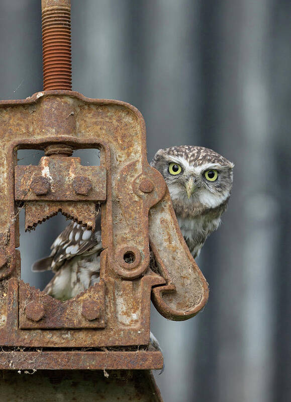Little Owl Art Print featuring the photograph Little Owl Peeking by Pete Walkden