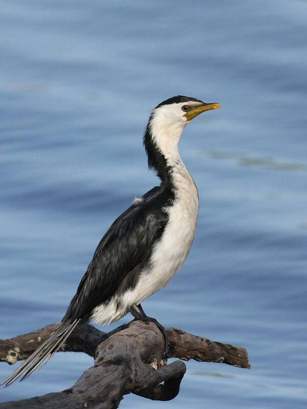 Cormorant Art Print featuring the photograph Little Pied Cormorant A by Tony Brown