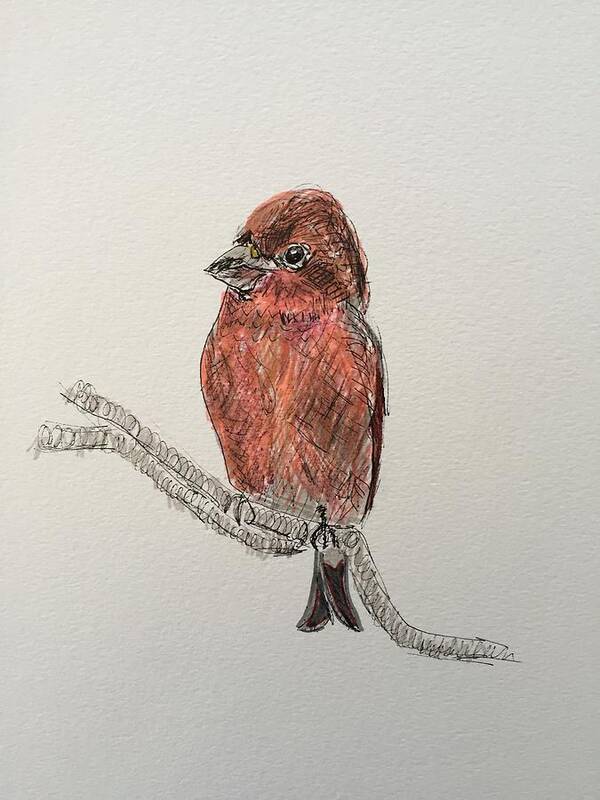Bird Art Print featuring the drawing Little Purple Finch by Gail Eisenfeld