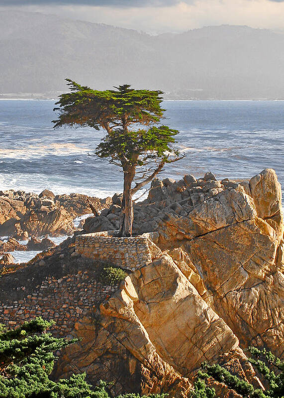 Pine Art Print featuring the photograph Lone Cypress - The icon of Pebble Beach California by Alexandra Till
