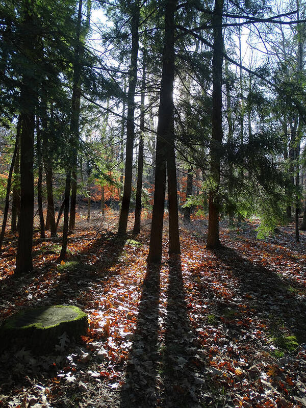 Peninsula State Park Art Print featuring the photograph Long Shadows in the Woods by David T Wilkinson