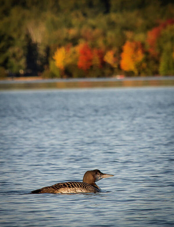 Lake Art Print featuring the photograph Loon Chick by Benjamin Dahl