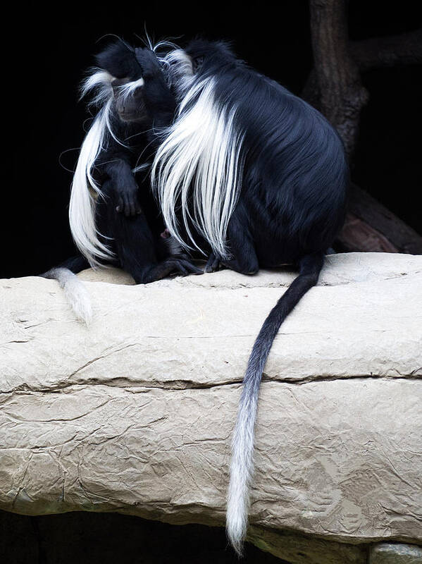 Colobus Angolensis Art Print featuring the photograph Lost in Cuddling - Black and white colobus monkeys by Penny Lisowski
